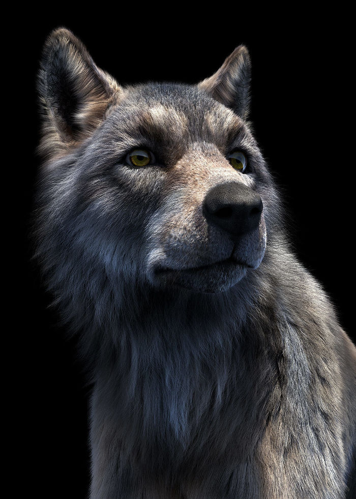 Benjamin Bader amazing 3D wolf photorealistic cg rendering art