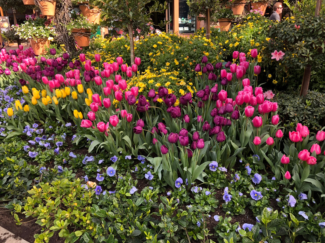 downtown disney spring Flowers 